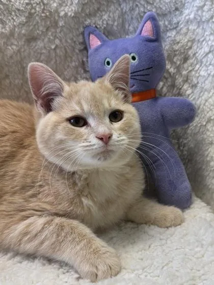 Link $ @ Petco thumbnail 2