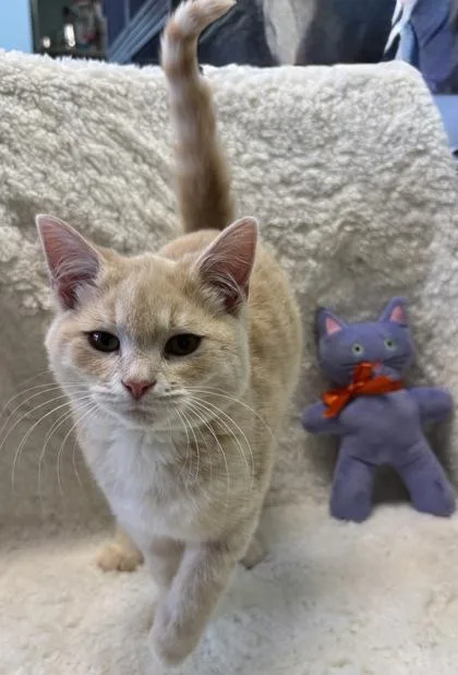 Link $ @ Petco thumbnail 3