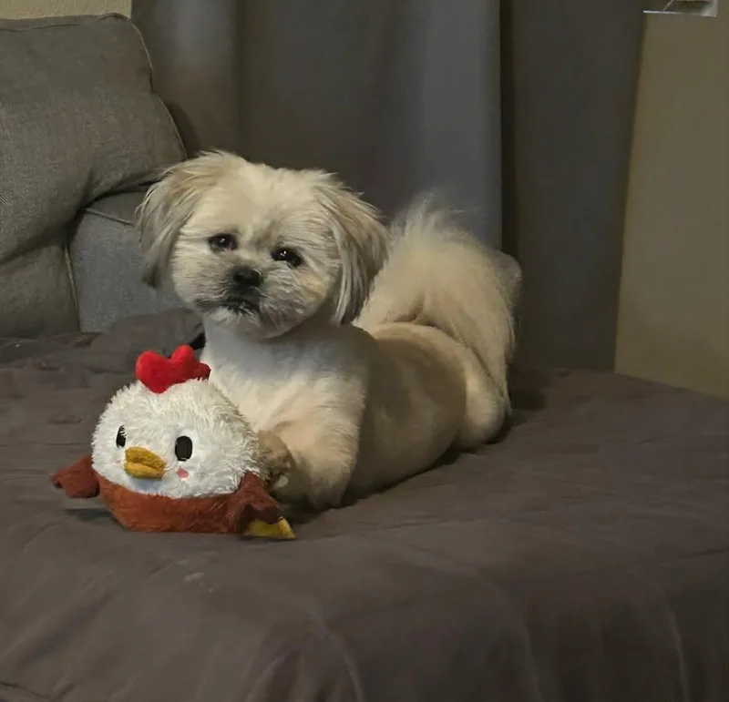 Oliver thumbnail 3