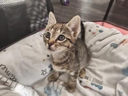 A baby small-sized female Domestic Short Hair cat named Catherine Zeta Jones for adoption in Atlanta, GA