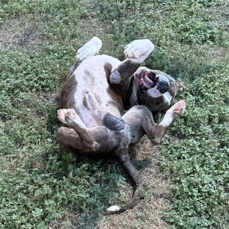 An adult medium-sized male Pit Bull Terrier dog named Junior for adoption in Brenham, TX
