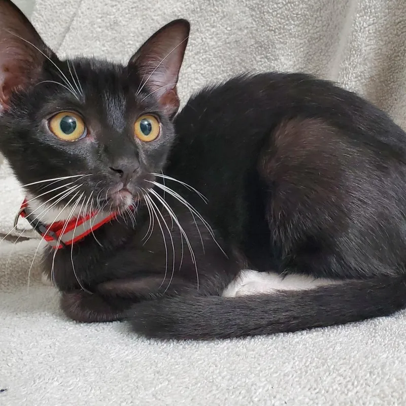 A baby small-sized female Black Domestic Short Hair cat named Wand for adoption in Brea, CA