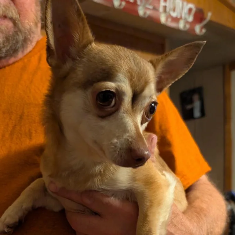 An adult small-sized male Brown / Chocolate Chihuahua dog named Bud for adoption in Rogersville, MO
