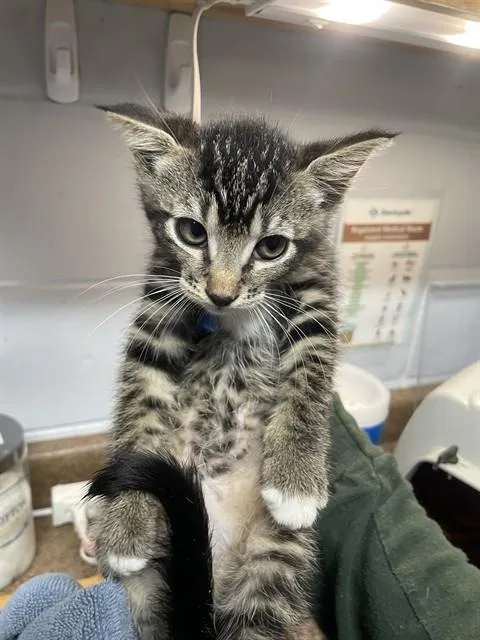 A baby small-sized female Domestic Short Hair cat named Spicy Baby for adoption in Tallahassee, FL
