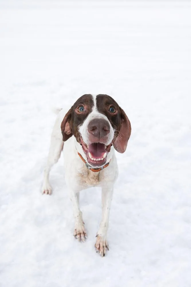 A senior large-sized male English Pointer dog named Hawk for adoption in Dickson, TN