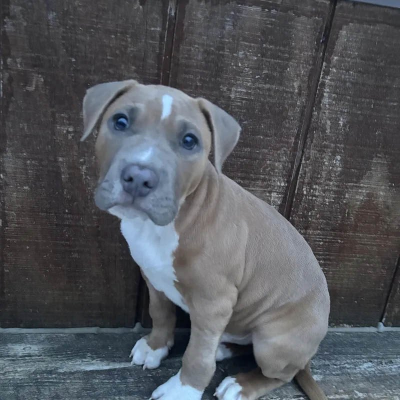 A baby medium-sized male Pit Bull Terrier dog named Brownie for adoption in Columbia, MD