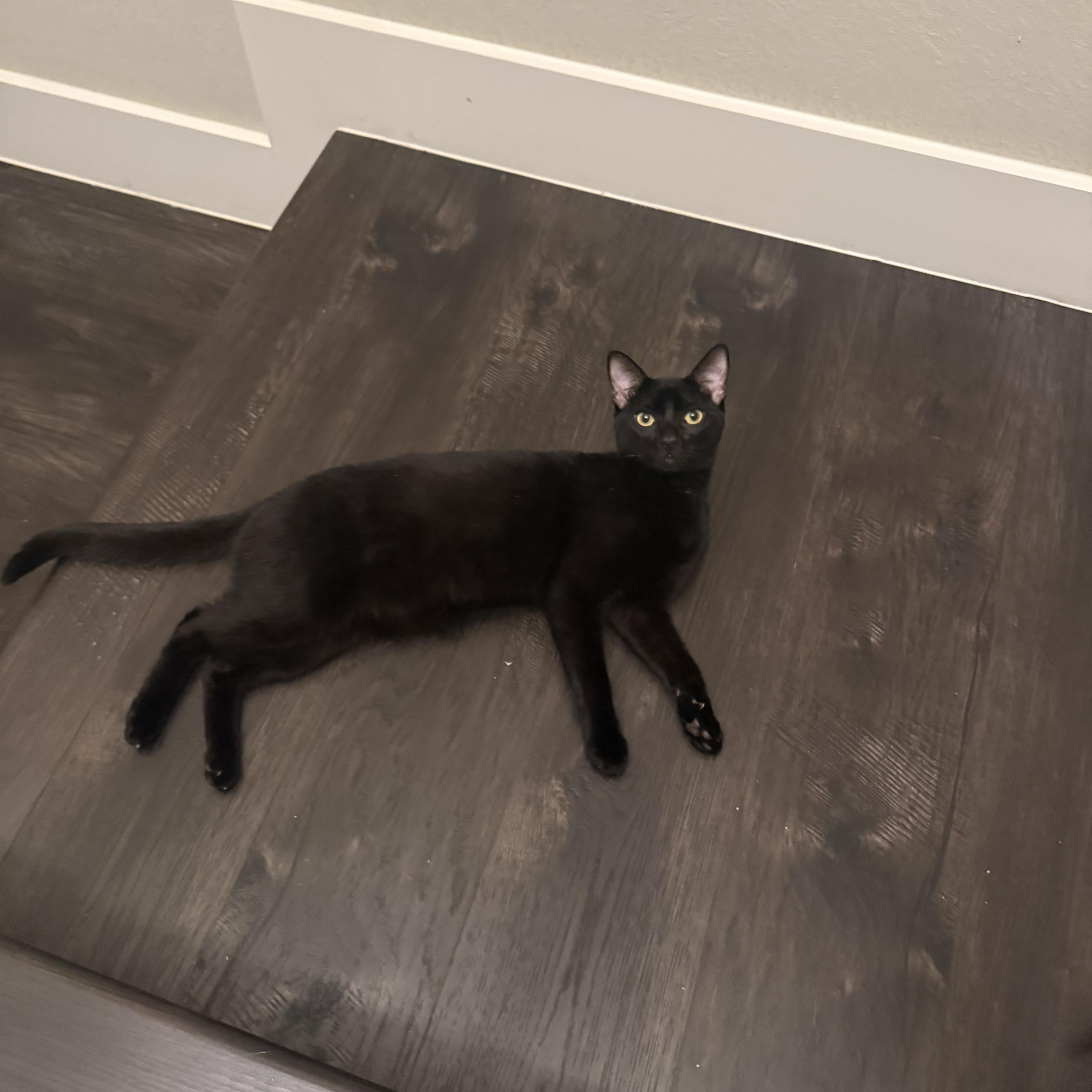 A young medium-sized male Black Domestic Short Hair cat named Inky Ii for adoption in Houston, TX