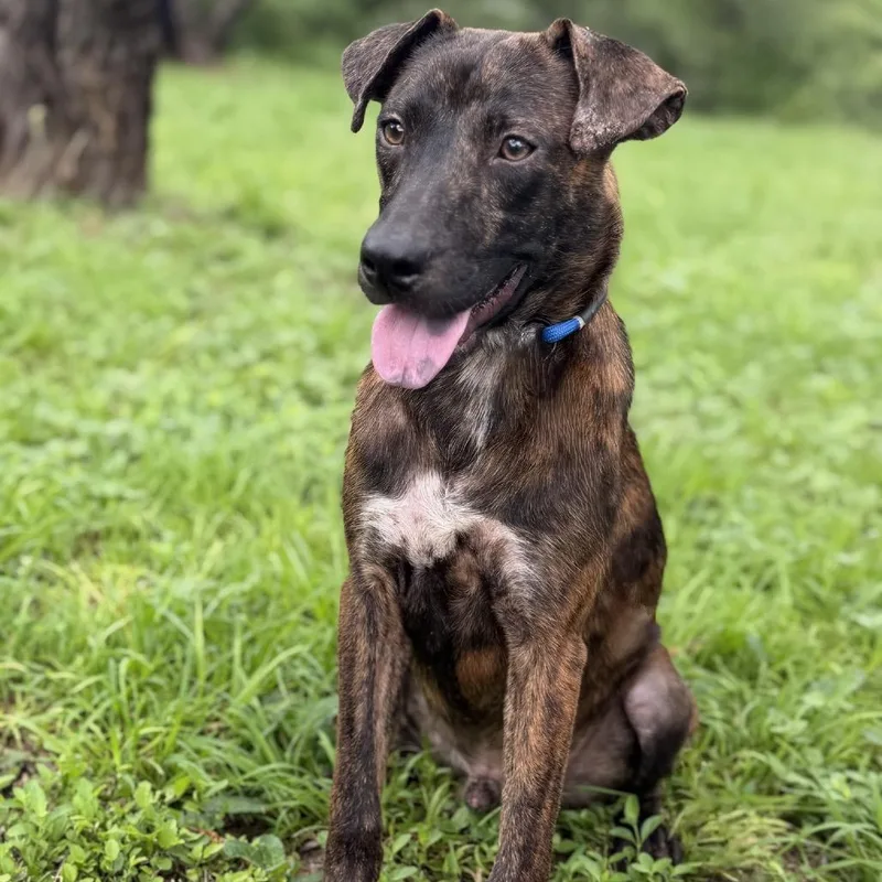 A young medium-sized male Plott Hound dog named Monty for adoption in Pearsall, TX
