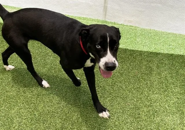 An adult medium-sized female Labrador Retriever dog named Storm for adoption in Fort Lauderdale, FL