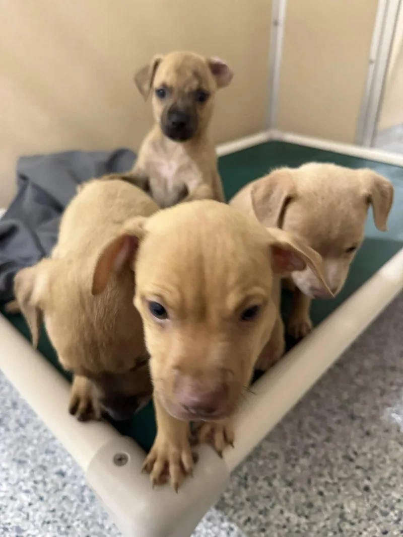 A baby medium-sized female Yellow / Tan / Blond / Fawn Mixed Breed dog named Ember for adoption in St. Augustine, FL
