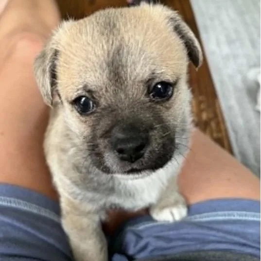 A baby small-sized male Yellow / Tan / Blond / Fawn Pug dog named Rylan for adoption in Santa Rosa, CA