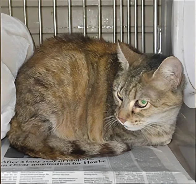 An adult medium-sized female Domestic Short Hair cat named Lazy for adoption in Pasadena, CA