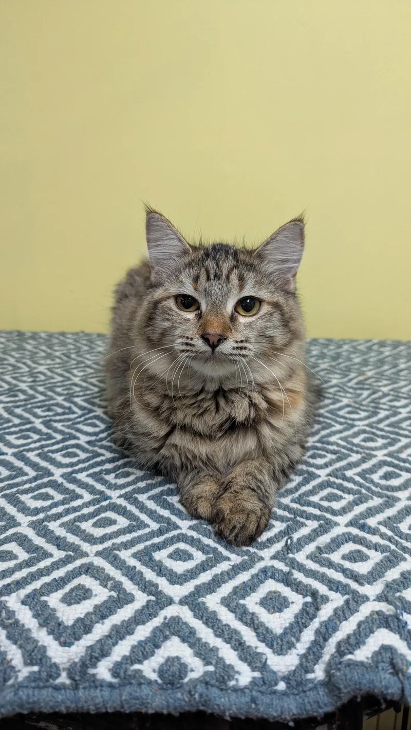 An adult medium-sized female Domestic Long Hair cat named Kirby for adoption in Jackson, GA