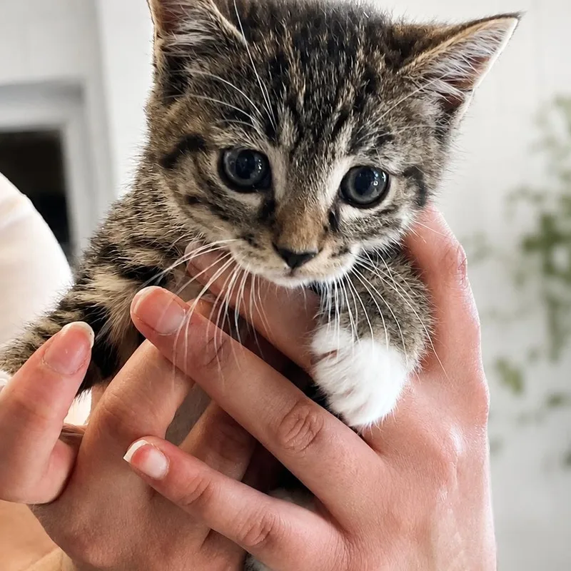 A baby medium-sized female Tabby (Brown / Chocolate) Domestic Medium Hair cat named Verity for adoption in Cranston, RI