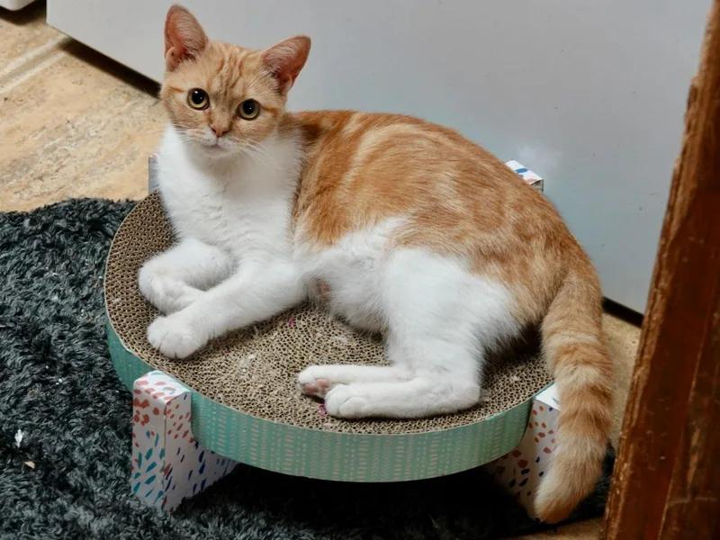 A baby medium-sized female Tabby (Orange / Red) Domestic Short Hair cat named Ketchikan for adoption in Raleigh, NC
