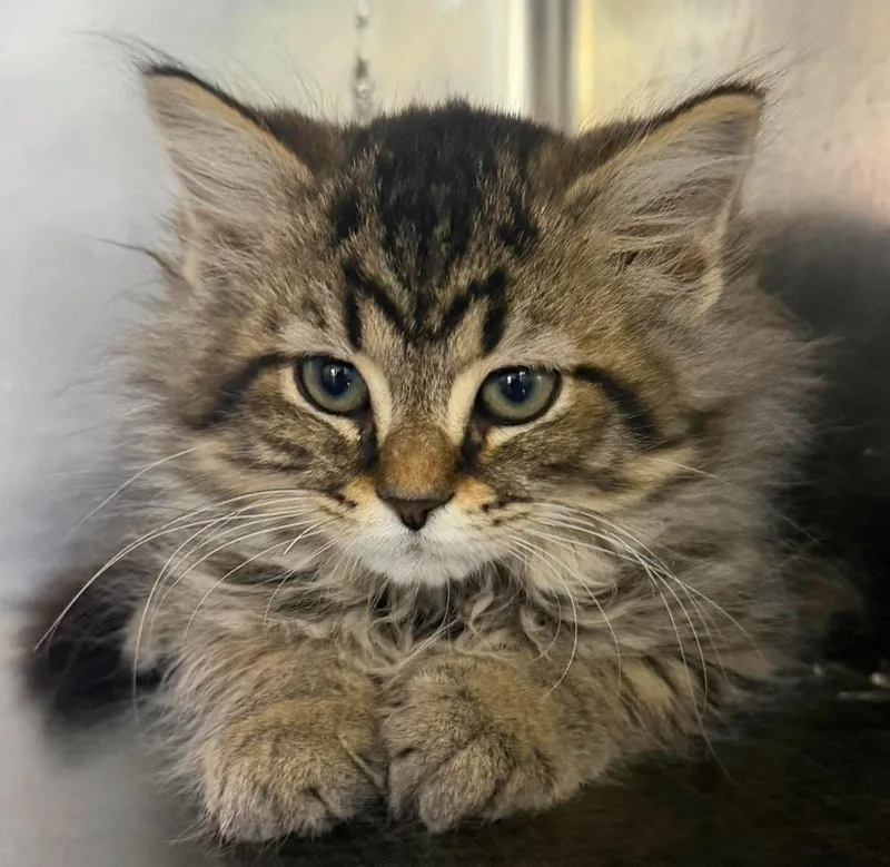 A baby large-sized female Domestic Long Hair cat named Batgirl for adoption in Lagrange, IN