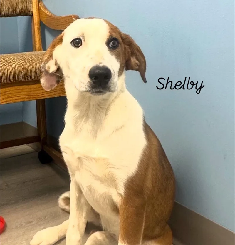 A baby medium-sized female Golden Coonhound dog named Shelby for adoption in Ulster, PA