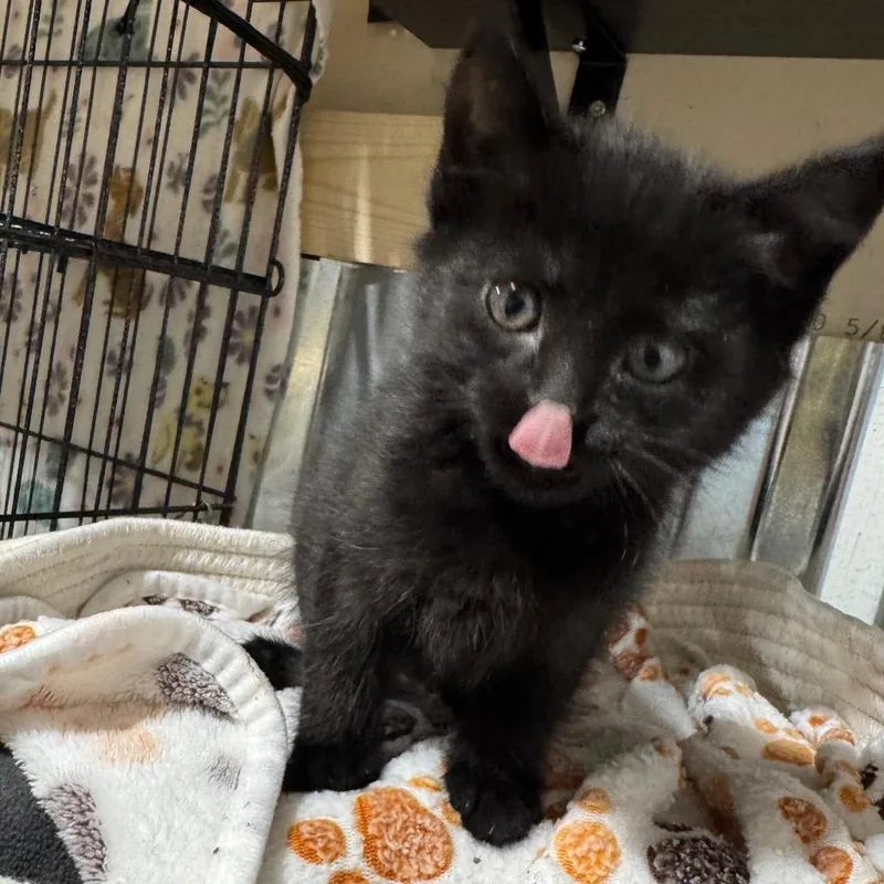 A baby small-sized female Black Domestic Short Hair cat named Renny for adoption in Buffalo, MN