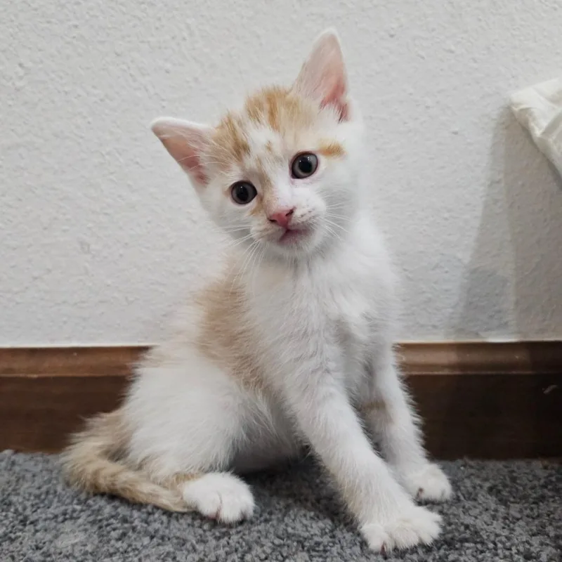 A baby small-sized male Calico Domestic Short Hair cat named Mario for adoption in Belleville, IL