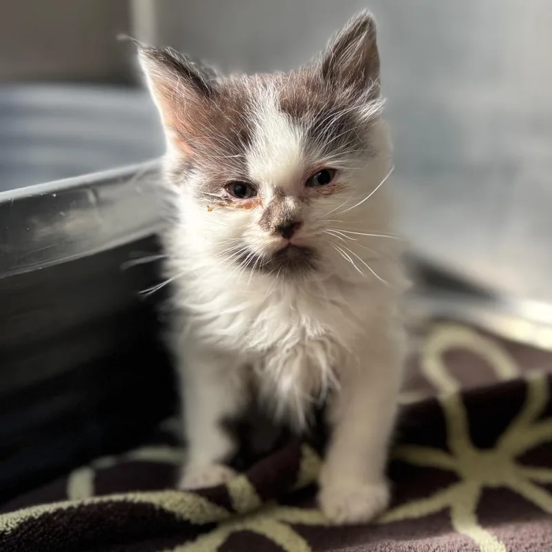 Stapleton thumbnail 2