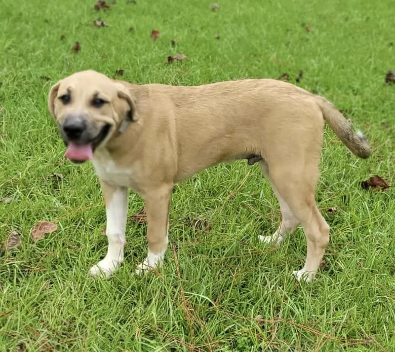 A baby medium-sized male Golden Retriever dog named Beau for adoption in Leesburg, GA
