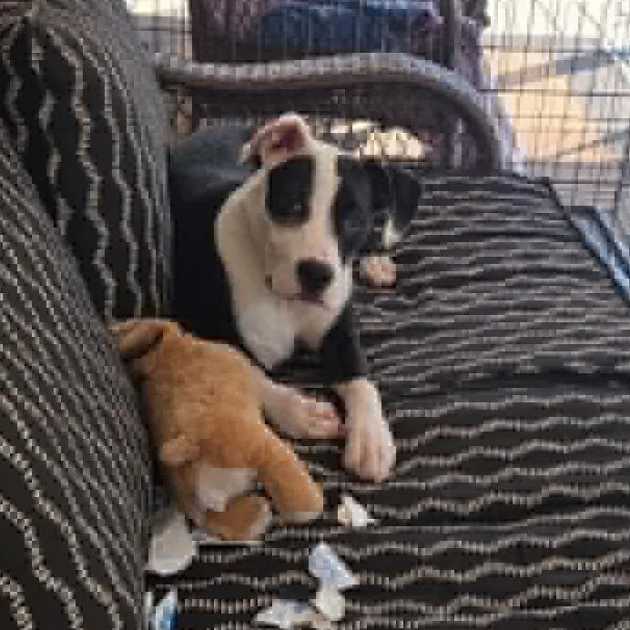 A baby medium-sized female White / Cream Terrier dog named Gracie for adoption in Quakertown, PA