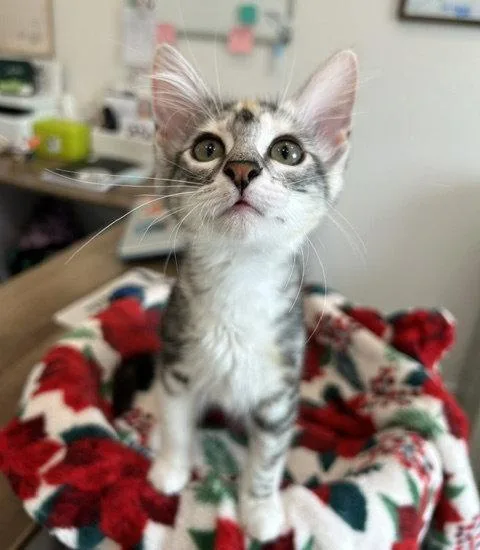 Selene