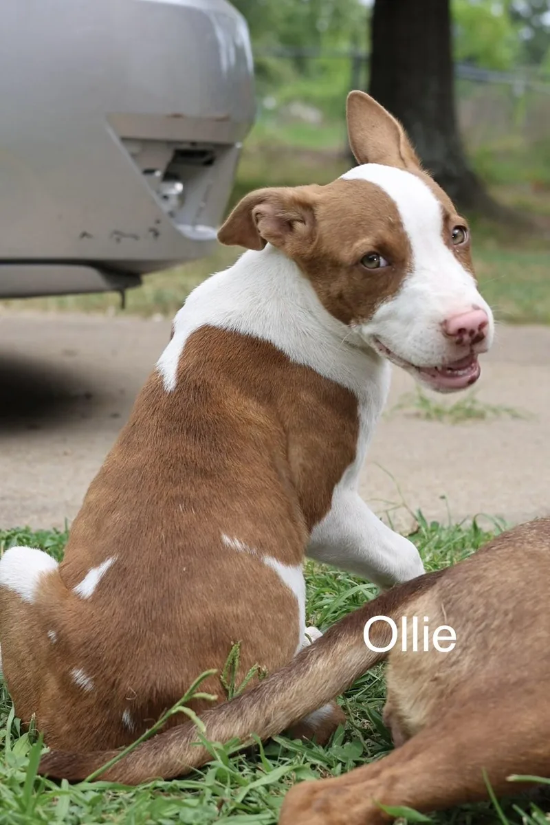 A baby medium-sized male Pit Bull Terrier dog named Ollie for adoption in Welling, OK