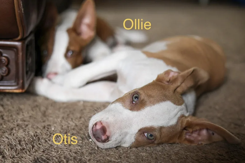 Ollie thumbnail 3