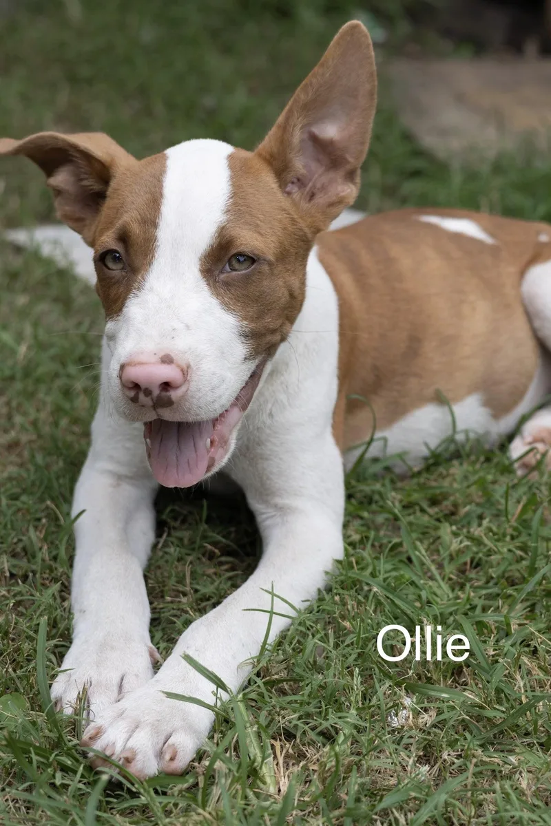 Ollie thumbnail 4