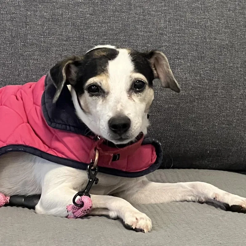A senior small-sized male White / Cream Jack Russell Terrier dog named Ace for adoption in Hampton Bays, NY