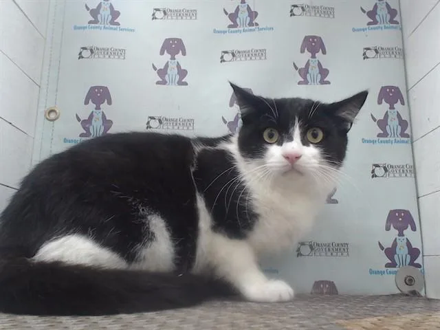 A young small-sized male Domestic Short Hair cat named Jack Be Nimble for adoption in Orlando, FL