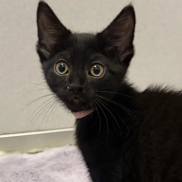 A baby medium-sized female Domestic Short Hair cat named Denali for adoption in Des Moines, IA