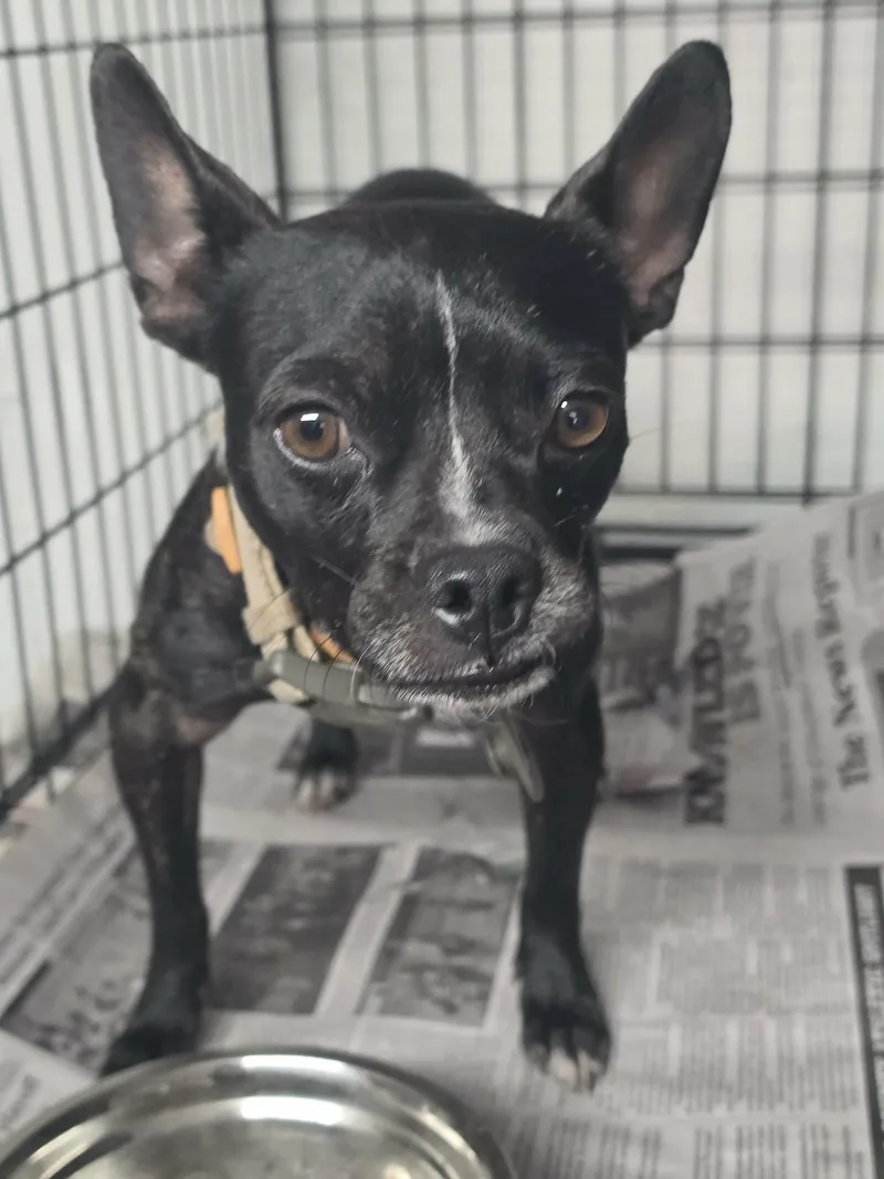 An adult small-sized male Chihuahua dog named Lion for adoption in Elizabethtown, NC