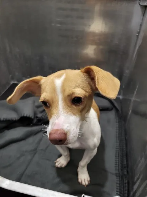 A young small-sized female Dachshund dog named Dulce for adoption in San Antonio, TX