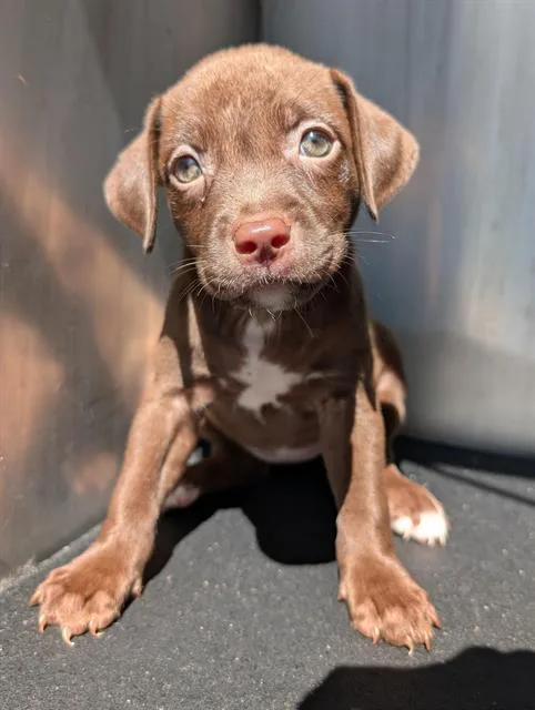 A baby small-sized female Labrador Retriever dog named Sundance for adoption in San Antonio, TX