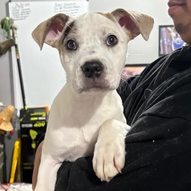 A baby medium-sized female White / Cream Mixed Breed dog named Maple for adoption in Wappingers Falls, NY