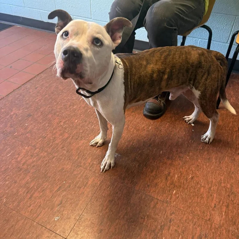 An adult medium-sized male Brindle Pit Bull Terrier dog named Kovu for adoption in East Saint Louis, IL