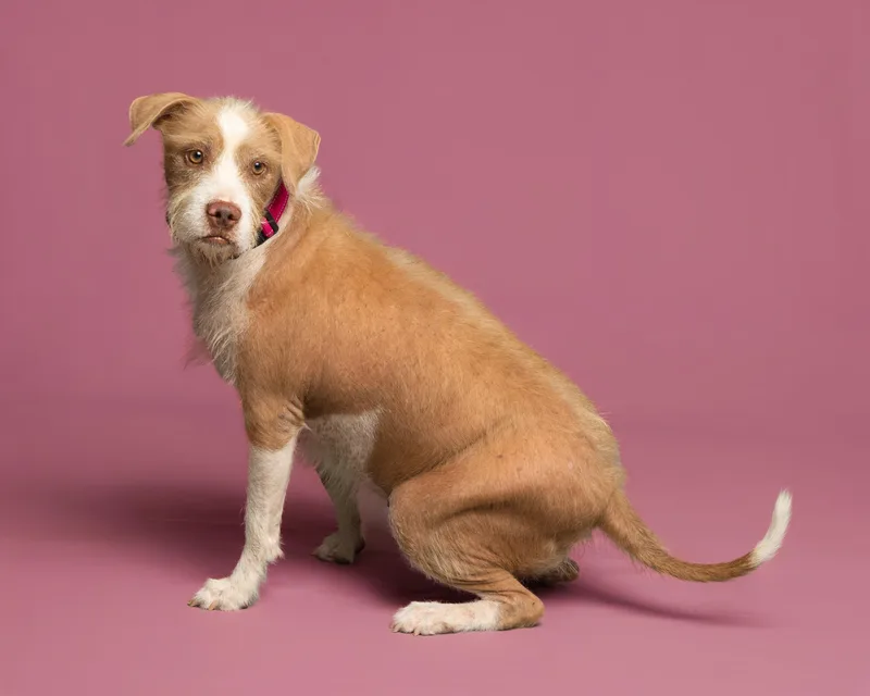 An adult medium-sized female Apricot / Beige Wirehaired Terrier dog named Annie for adoption in Aransas Pass, TX