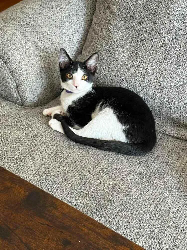 A baby small-sized female Black & White / Tuxedo Domestic Short Hair cat named Maggie for adoption in Elyria, OH