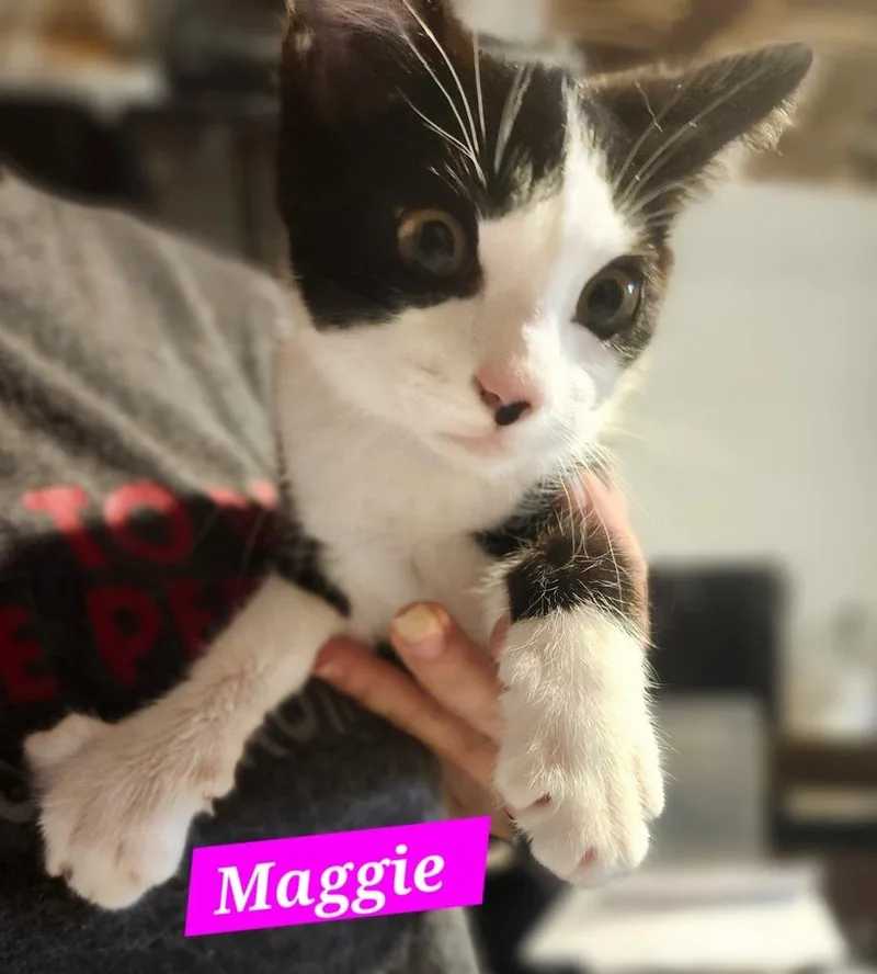 Maggie thumbnail 2