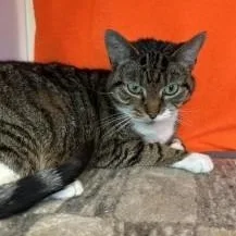 An adult medium-sized female Tabby (Brown / Chocolate) Domestic Short Hair cat named Momo for adoption in Manassas, VA