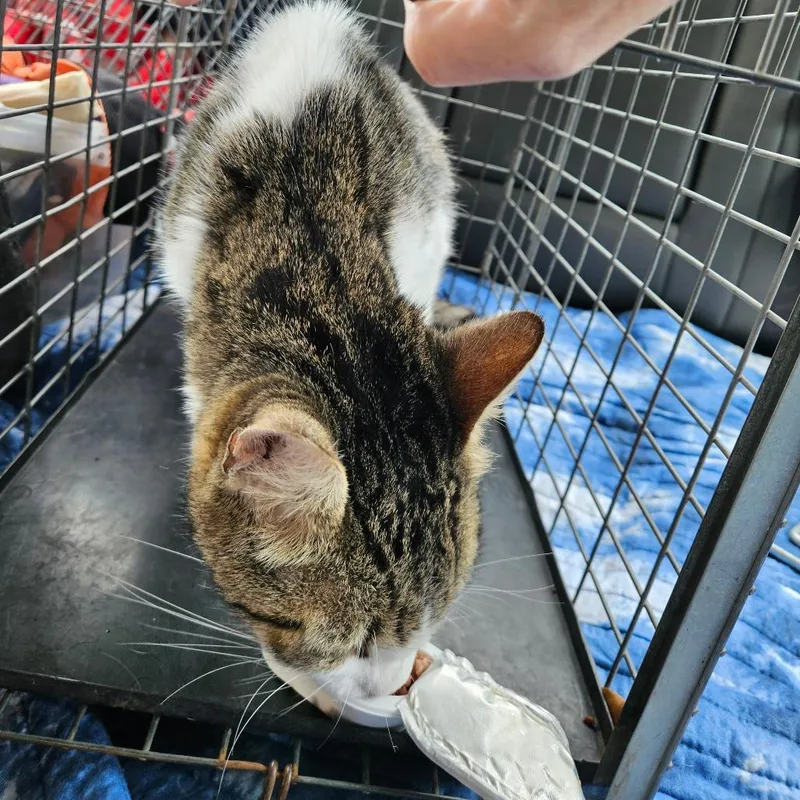 A senior extra large-sized male Brown / Chocolate Domestic Short Hair cat named Oxford for adoption in Lake Jackson, TX