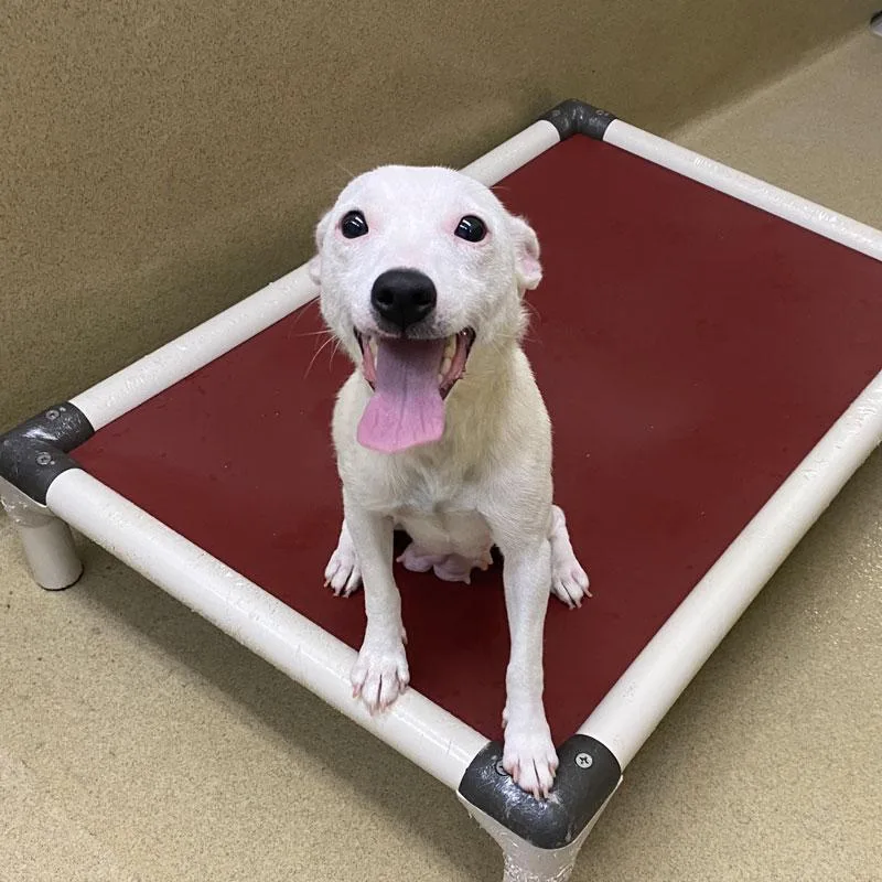 A young small-sized female White / Cream Jack Russell Terrier dog named Pogo for adoption in Monroe, GA