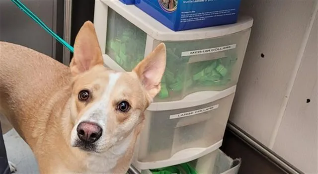 A young medium-sized female Australian Cattle Dog / Blue Heeler dog named Ginger for adoption in Tucson, AZ