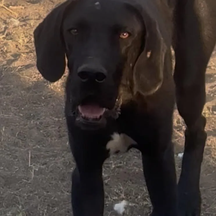 A young large-sized male Black Great Dane dog named Odie for adoption in Odessa, TX