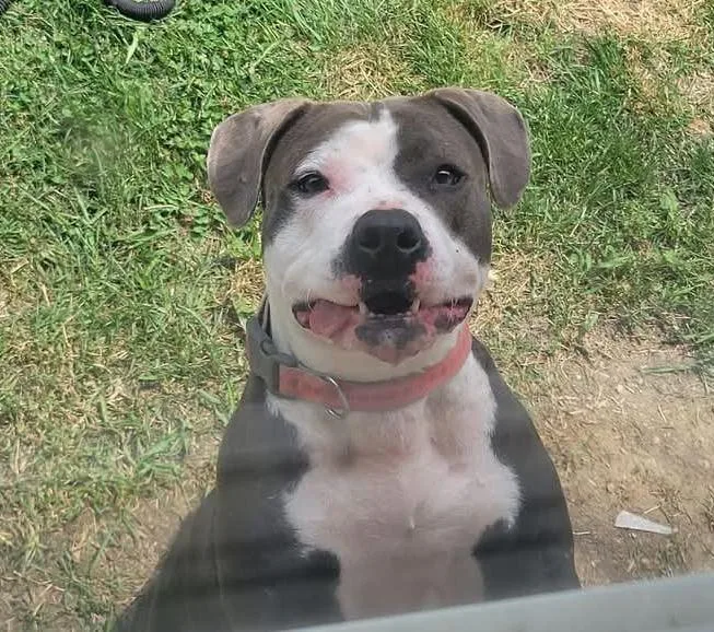 An adult medium-sized female Pit Bull Terrier dog named Penny for adoption in Livonia, MI