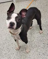 An adult large-sized female Black Pit Bull Terrier dog named Dizzy for adoption in Kansas City, MO