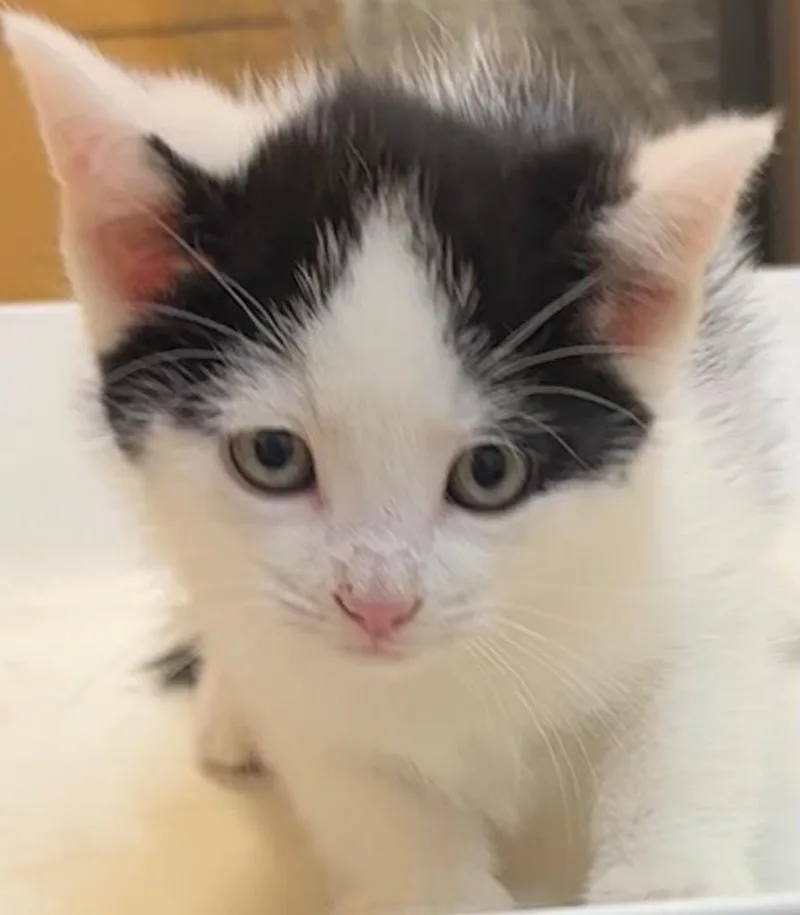 A baby small-sized male Domestic Short Hair cat named Loki for adoption in Elizabethton, TN