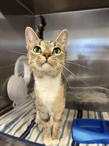 An adult medium-sized female Domestic Short Hair cat named Maxine for adoption in Lafayette, IN